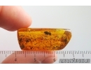 Nice Spider Beetle Ptinidae. Fossil insect in Baltic amber #15101
