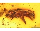Bark Beetle Curculionidae, Millipede Diplopoda and More. Fossil inclusions Baltic amber #15102