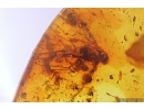 Bark Beetle Curculionidae, Millipede Diplopoda and More. Fossil inclusions Baltic amber #15102