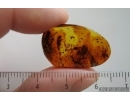 Bark Beetle Curculionidae, Millipede Diplopoda and More. Fossil inclusions Baltic amber #15102