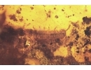 Bark Beetle Curculionidae, Millipede Diplopoda and More. Fossil inclusions Baltic amber #15102