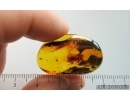 Checkered beetle Cleridae. Fossil insect in Baltic amber #15104