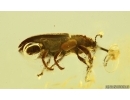 Weevil Beetle Curculionoidea Belidae. Fossil insect Ukrainian Rovno amber #15103R