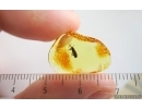 Weevil Beetle Curculionoidea Belidae. Fossil insect Ukrainian Rovno amber #15103R
