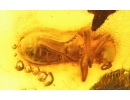 Checkered beetle Cleridae. Fossil insect in Baltic amber #15104