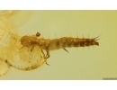 Rare Beetle Larva ?Adephaga, ?Brontinae. Fossil insect in Baltic amber #15108