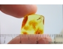 Rare Beetle Larva ?Adephaga, ?Brontinae. Fossil insect in Baltic amber #15108