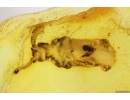 Rare Ant Nest Beetle Carabidae Paussinae. Fossil insect in Baltic amber #15109
