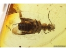 Nice Ground beetle Carabidae and Pyrite. Fossil inclusions Baltic amber #15110