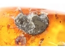 Nice Ground beetle Carabidae and Pyrite. Fossil inclusions Baltic amber #15110