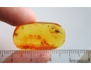 Brown scavenger Beetle Latridiidae and More. Fossil inects Baltic amber #15114