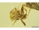 Two Spiders Araneae. Fossil inclusions in Ukrainian Rovno amber stone #15117R