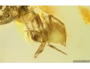 Two Spiders Araneae. Fossil inclusions in Ukrainian Rovno amber stone #15117R