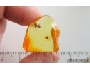 Two Spiders Araneae. Fossil inclusions in Ukrainian Rovno amber stone #15117R