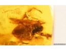 Spider Araneae. Fossil inclusion in Baltic amber #15119