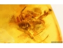 Spider Araneae. Fossil inclusion in Baltic amber #15119