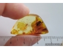 Spider Araneae. Fossil inclusion in Baltic amber #15119