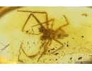 Nice Spider Araneae Synotaxidae Acrometa. Fossil inclusion Baltic amber #15120