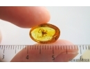 Nice Spider Araneae Synotaxidae Acrometa. Fossil inclusion Baltic amber #15120