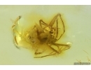 Spider Araneae Theridiidae. Fossil inclusion in Baltic amber stone #15123