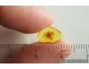 Spider Araneae Theridiidae. Fossil inclusion in Baltic amber stone #15123