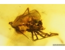 Spider Araneae and More. Fossil inclusions Baltic amber #15125