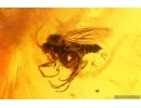 Spider Araneae and More. Fossil inclusions Baltic amber #15125
