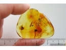 Spider Araneae and More. Fossil inclusions Baltic amber #15125