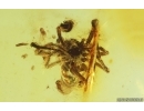 Spider Araneae Theridiidae. Fossil inclusion in Baltic amber stone #15126
