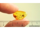 Spider Araneae Theridiidae. Fossil inclusion in Baltic amber stone #15126