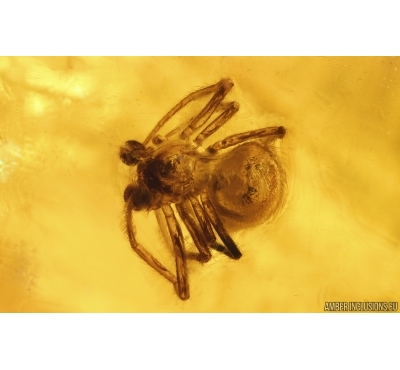 Spider Araneae and More. Fossil inclusions in Baltic amber #15129