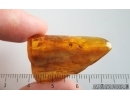 Spider Araneae and More. Fossil inclusions in Baltic amber #15129