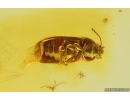 Hairy fungus beetle Mycetophagidae. Fossil insect in Baltic amber #15187