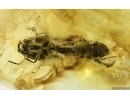 Nice Click Beetle Elateroidea. Fossil insect in Baltic amber #15189
