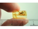 Nice Click Beetle Elateroidea. Fossil insect in Baltic amber #15189