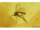 Click Beetle Elateroidea and Fungus gnat. Fossil insects in Baltic amber #15180