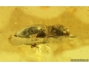Click Beetle Elateroidea and Fungus gnat. Fossil insects in Baltic amber #15180
