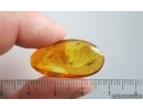 Click Beetle Elateroidea and Fungus gnat. Fossil insects in Baltic amber #15180