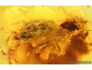 Spider Beetle Ptinidae. Fossil insect in Baltic amber #15191