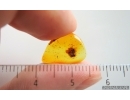 Spider Beetle Ptinidae. Fossil insect in Baltic amber #15191