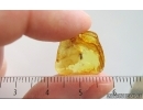 Moss Bryophyta. Fossil Inclusion Ukrainian Rovno amber #15192R