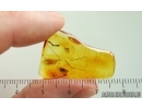 Nice Liverwort Bryophyta. Fossil inclusion in Baltic amber #15193