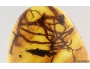 Nice Lichen. Fossil inclusion in Baltic amber #15194