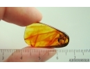 Nice Lichen. Fossil inclusion in Baltic amber #15194