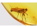 Nice Dance fly Empidoidea. Fossil inclusion in Baltic amber #15195