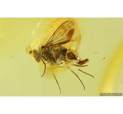 Nice Long-legged fly Dolichopodidae. Fossil Inclusion Baltic amber #15196