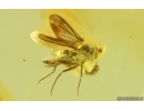 Nice Long-legged fly Dolichopodidae. Fossil Inclusion Baltic amber #15196
