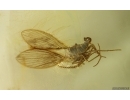 Nice Moth fly Psychodidae. Fossil inclusion Ukrainian Rovno amber #15197R
