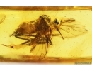 Dance Fly Empididae and More. Fossil inclusiosn Baltic amber #15198