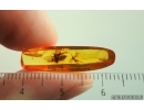 Dance Fly Empididae and More. Fossil inclusiosn Baltic amber #15198